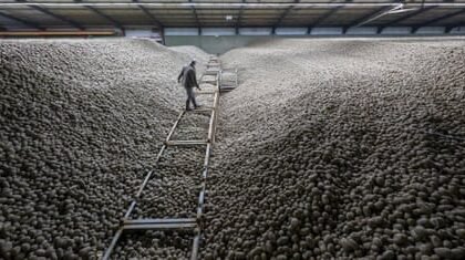 Germany’s Record Potato Harvest Sparks Massive Free Giveaway in Berlin