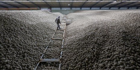 Germany’s Record Potato Harvest Sparks Massive Free Giveaway in Berlin