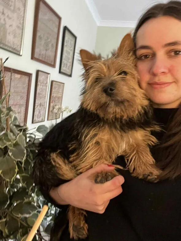 Norwich Terrier: UK’s Rarest Canine Gem Makes Ideal Family Pet