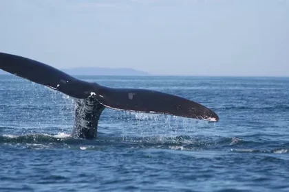 Canada Launches 5-Year Plan for Whale-Safe Fishing Gear