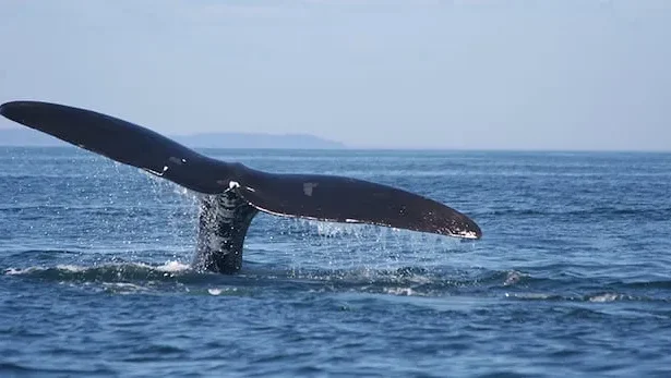 Canada Launches 5-Year Plan for Whale-Safe Fishing Gear