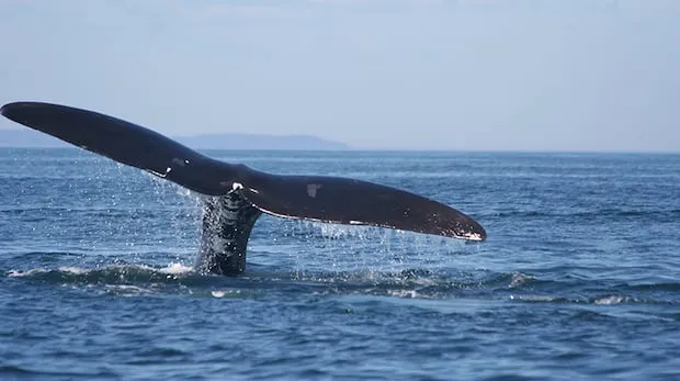 Canada Launches 5-Year Plan for Whale-Safe Fishing Gear