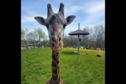 Toronto Zoo Probes Giraffe Death After Door Trap Vulnerability
