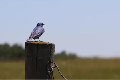 Bluebird Trail Sparks Conservation with Citizen Scientists