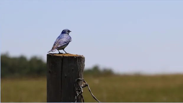 Bluebird Trail Sparks Conservation with Citizen Scientists