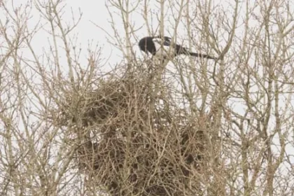 Magpies Build Nests Early: Persistence Over Precision