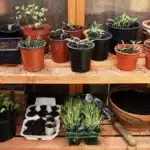 February Seed Sowing: Sunny Windowsill Plants for Early Harvests