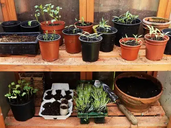 February Seed Sowing: Sunny Windowsill Plants for Early Harvests
