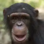Chimpanzees Flirt with Leaf-Ripping Gesture, Study Shows