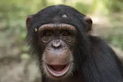 Chimpanzees Flirt with Leaf-Ripping Gesture, Study Shows