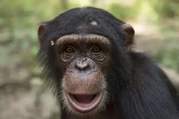 Chimpanzees Flirt with Leaf-Ripping Gesture, Study Shows