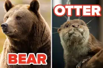 Quiz: Discover Your Gay Type with 10 Key Questions