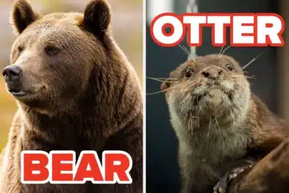 Quiz: Discover Your Gay Type with 10 Key Questions