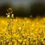 China Suspends Key Tariffs on Canadian Ag Products from March 1