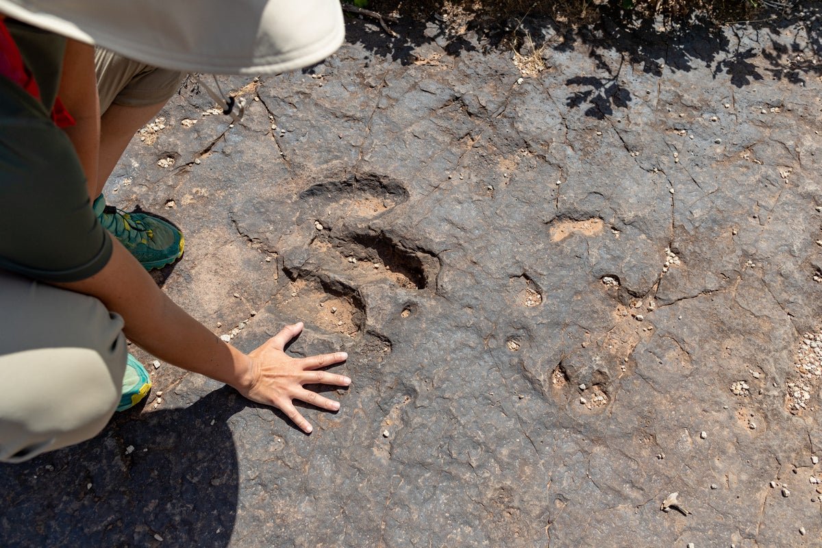 Youngest Dinosaur Tracks Discovered in Southern Africa’s Western Cape