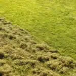 Monty Don’s Simple March Task Yields Moss-Free, Thicker Lawns