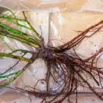 Experts Urge Planting Bare-Root Roses Now for Vibrant Blooms