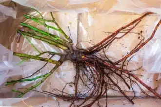 Experts Urge Planting Bare-Root Roses Now for Vibrant Blooms