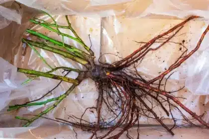 Experts Urge Planting Bare-Root Roses Now for Vibrant Blooms