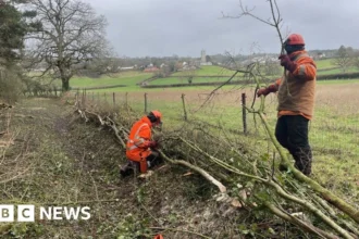 Ancient Hedge Laying Boosts Biodiversity at Somerset Lake