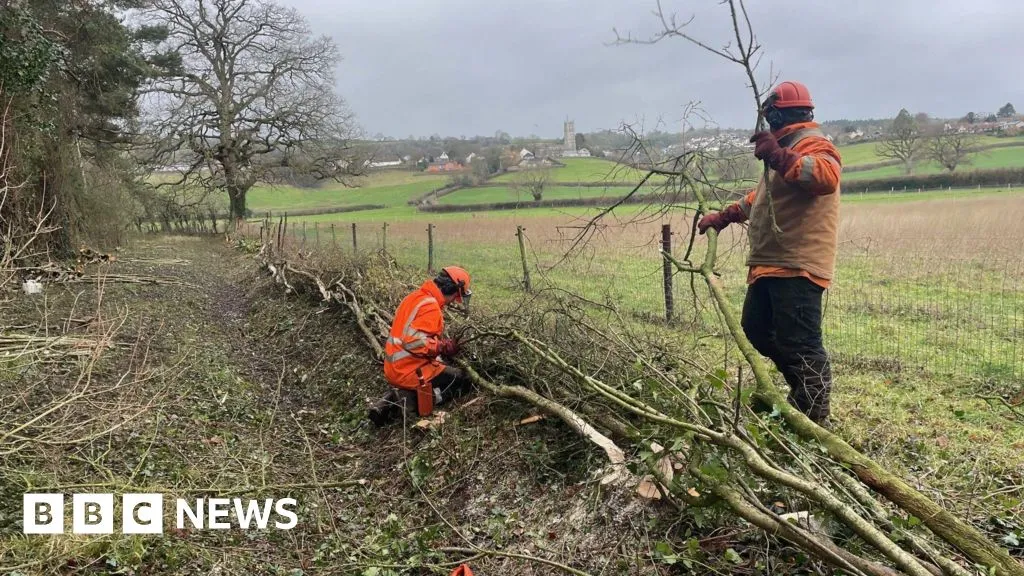 Ancient Hedge Laying Boosts Biodiversity at Somerset Lake