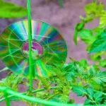 Hang CDs in Gardens This March to Deter Birds Effectively