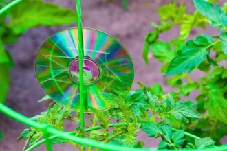 Hang CDs in Gardens This March to Deter Birds Effectively