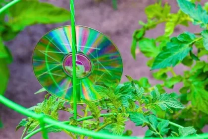 Hang CDs in Gardens This March to Deter Birds Effectively