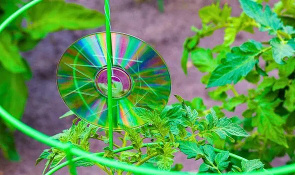 Hang CDs in Gardens This March to Deter Birds Effectively