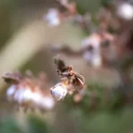 Cricket Bat Spider’s Sparkling Web Shines in New Forest