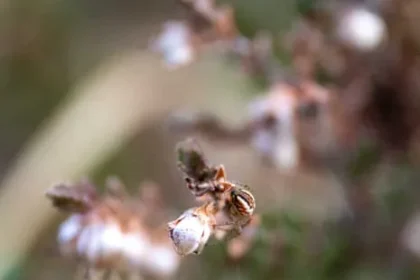 Cricket Bat Spider’s Sparkling Web Shines in New Forest
