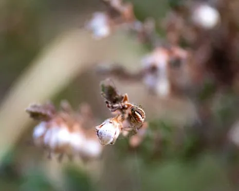 Cricket Bat Spider’s Sparkling Web Shines in New Forest