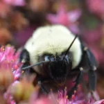 Bumblebee Queens Survive Underwater for a Week, Study Reveals