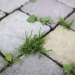 Boiling Water Hack: Permanent Solution to Kill Garden Weeds