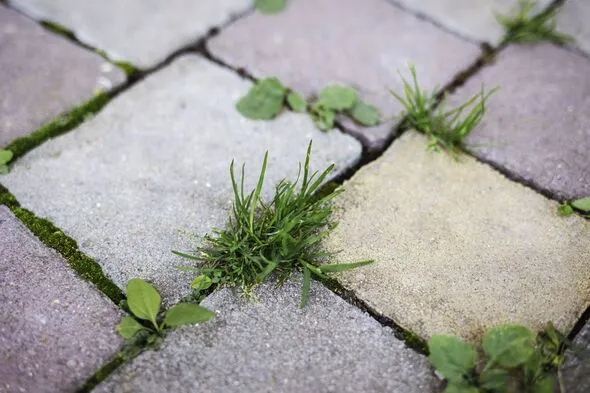 Boiling Water Hack: Permanent Solution to Kill Garden Weeds