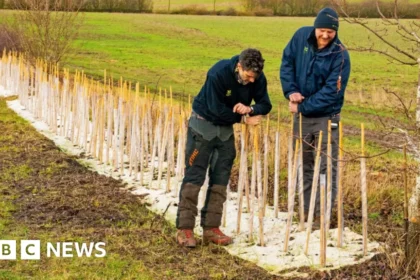Wimpole Estate Launches Major 10-Year Hedgerow Restoration