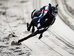 Wales Bans Greyhound Racing: Scotland Votes, Pressure Builds in England