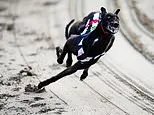 Wales Bans Greyhound Racing: Scotland Votes, Pressure Builds in England