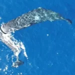 Moby Dick Vindicated: Sperm Whales Headbutt in Drone Footage
