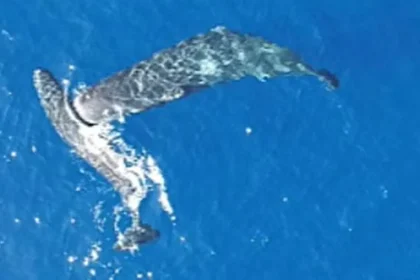 Moby Dick Vindicated: Sperm Whales Headbutt in Drone Footage