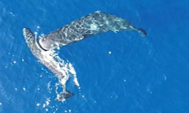 Moby Dick Vindicated: Sperm Whales Headbutt in Drone Footage