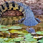 Queensland AI Trial Detects Crocodiles vs Logs in Waterways