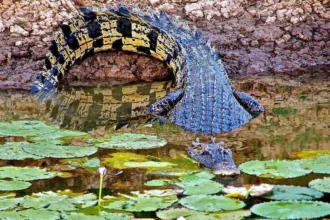 Queensland AI Trial Detects Crocodiles vs Logs in Waterways