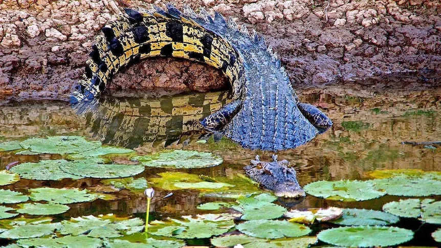 Queensland AI Trial Detects Crocodiles vs Logs in Waterways
