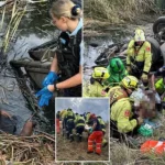 Farmer Rescues Driver Trapped in Creek for 3 Days After Ute Crash