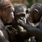 Human Chin Baffles Evolution: Unsolved Body Mystery