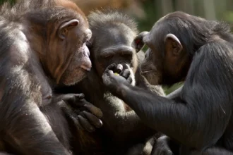 Human Chin Baffles Evolution: Unsolved Body Mystery