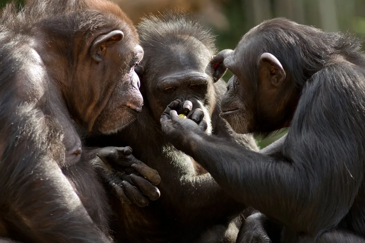 Human Chin Baffles Evolution: Unsolved Body Mystery