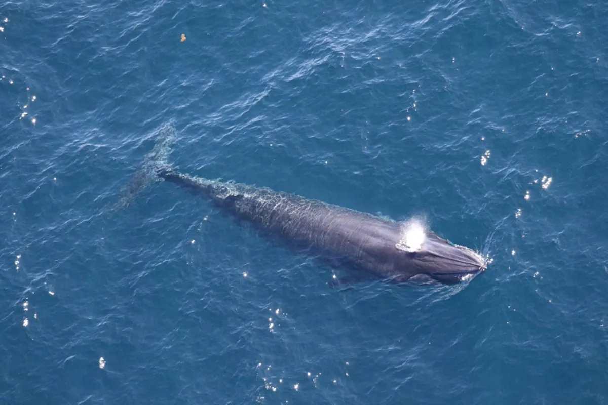 Gulf’s Rarest Rice’s Whales Face Extinction from Oil Drilling Push