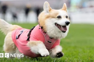 Corgi Sprints to Victory in Musselburgh Derby for Hot Dog Prize